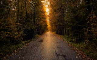 Forest road autumn sunset starry - a road in the middle of a forest free wallpaper