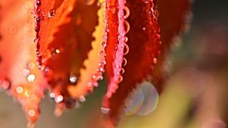 Flower water droplets macro bokeh 3 - petal free wallpaper
