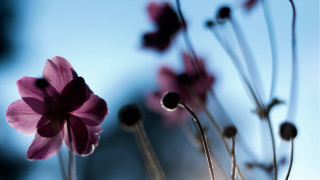 Pink flower butterfly bokeh shallow - a sky background behind free wallpaper