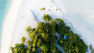 Beach tree path blue water - a blue water free wallpaper
