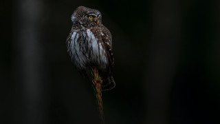 Yellow eyed bird stick dark - a stick free wallpaper for desktop