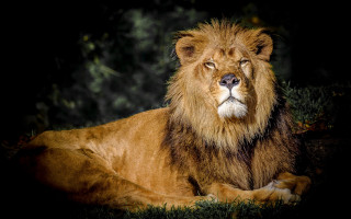 Lion lying grass eyes closed - its eye free wallpaper