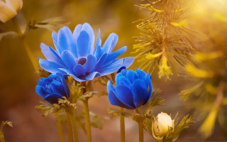 Close up blue flowers betty - betty merken free wallpaper