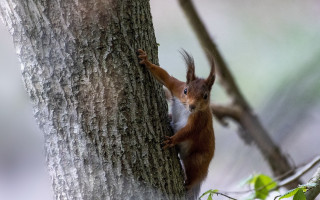 Squirrel climbing tree food chippy - wildlife photography free wallpaper for desktop
