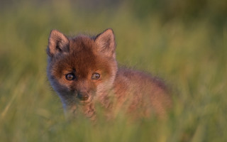 Small brown fox tall grass - private press free wallpaper for desktop