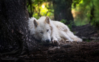 White wolf tree forest blue - a white wolf free wallpaper