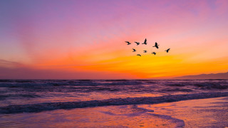 Birds ocean sunset matte painting - a flock of birds free wallpaper for desktop