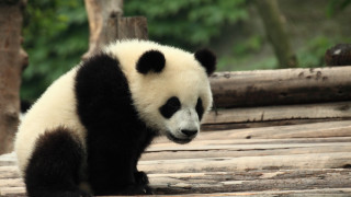 Panda log zoo trees wildlife - a panda bear free wallpaper