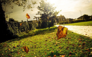 Fallen tree grassy area house - fallen free wallpaper