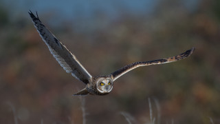 Bird flying wings spread blurry - wide free wallpaper