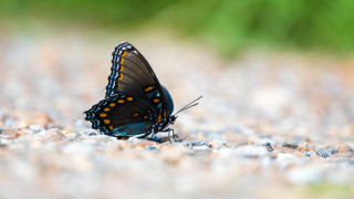 Butterfly orange spots rock grass - e. simms campbell free wallpaper