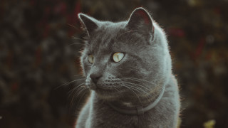 Gray cat collar serious look - a collar free wallpaper