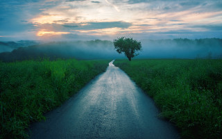 Road tree fog field clouds - the side of it free wallpaper