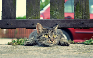 Cat bench red car fence - stuckism free wallpaper for desktop
