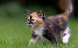 Kitten green field blurry background - a lush green field of grass free wallpaper for desktop