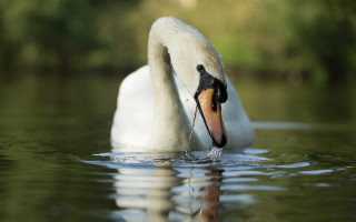 Swan water photorealistic blurry depth - a swan free wallpaper