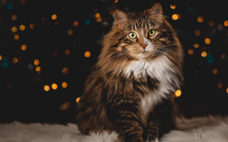 Cat christmas ornaments fur floor - renaissance free wallpaper for desktop