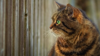 Cat green eyes outside fenced - sharp focus free wallpaper