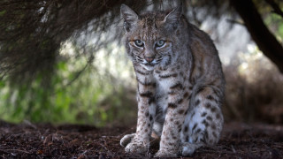 Small cat forest blue eyes - a small cat free wallpaper