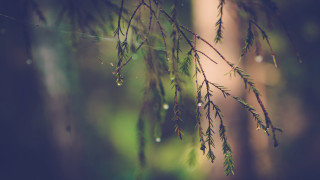 Water drops macro nature night - drop of water free wallpaper for desktop