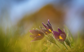 Flowers grass group macro blurry - the grass together free wallpaper