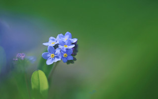 Blue flower green background macro 6 - this image free wallpaper for desktop