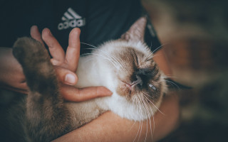 Person holding cat paw chest - a person holding free wallpaper
