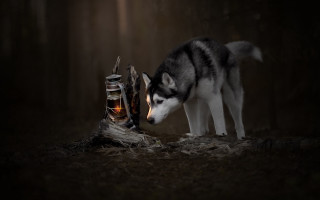 Husky sniffing shoes woods night - a pair of shoes free wallpaper for desktop