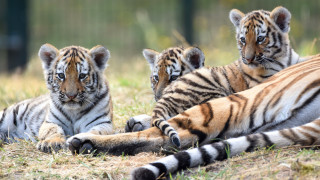 Three tigers reflection mirror wildlife - the grass together free wallpaper
