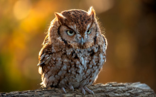 Small owl on branch blurry - a small owl free wallpaper for desktop