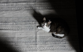 Cat shadow bed light space - anni alber free wallpaper