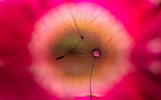 Dandelion pink background blurry macro - macro photography free wallpaper for desktop