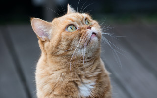 Curious cat blue eyes on - a wooden deck free wallpaper