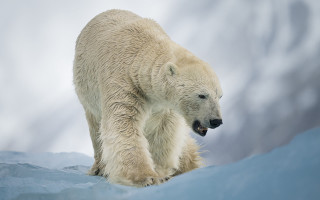 Polar bear snow field clouds 2 - polar free wallpaper