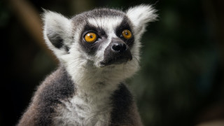 Lemur yellow eyes black background - yellow eye free wallpaper