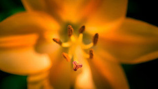 Yellow flower closeup bokeh macro - the flower free wallpaper