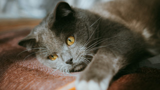 Cat yellow eyes whiskers bed - a bed free wallpaper