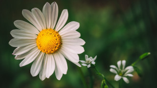 White yellow flower macro blurry 2 - dionisiu free wallpaper