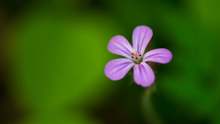 Purple flower green background macro 3 - a blurry image of a flower free wallpaper