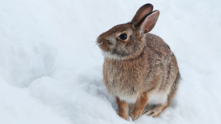 Rabbit snow winter beatrix puzzle - fluxus free wallpaper