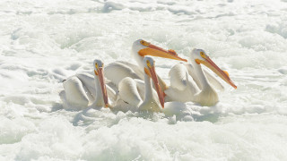 Pelicans sitting water open beaks - their beak free wallpaper