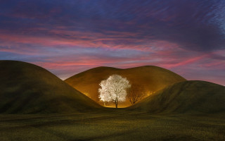 Tree sunset pink clouds matte - a pink sky in the background free wallpaper