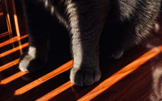 Cat wooden floor paw chair - shadow free wallpaper for desktop