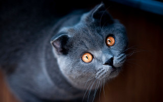 Orange eyes cat looking up 2 - orange eye free wallpaper