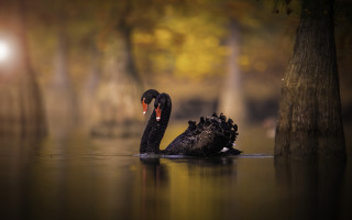 Black swan floating magic realism - free bird wallpaper