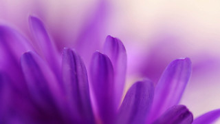 Purple flower macro closeup colorfield - elaine hamilton free wallpaper
