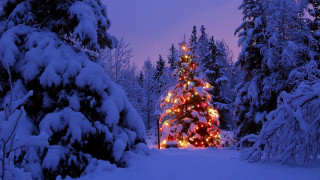 Christmas tree snowy forest night - a christmas tree free wallpaper for desktop