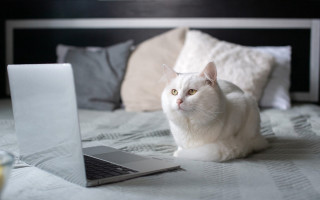 White cat bed laptop coffee - a bed next free wallpaper