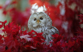 Owl sad red leaves bush - a owl free wallpaper