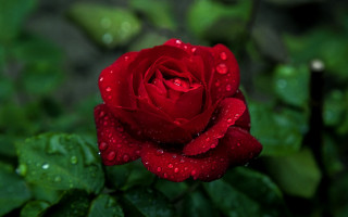 Red rose water droplets bokeh 7 - petal free wallpaper
